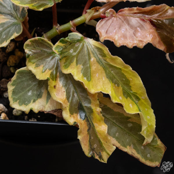 Begonia 'Dainty Spray' variegated (wk4-A)