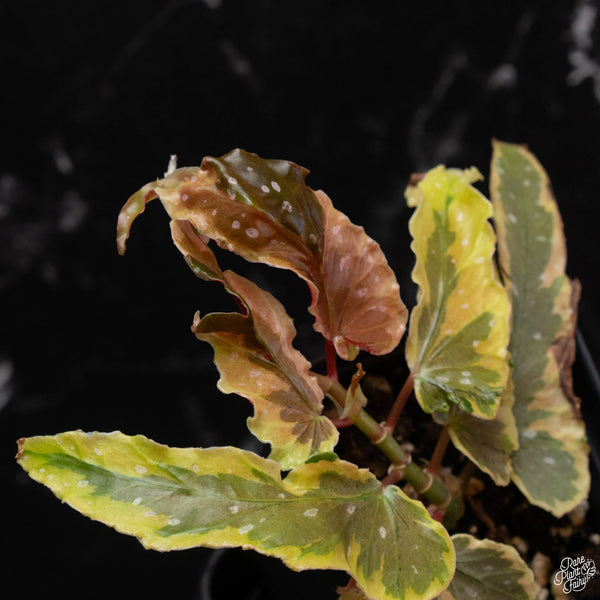 Begonia 'Dainty Spray' variegated (wk4-A)