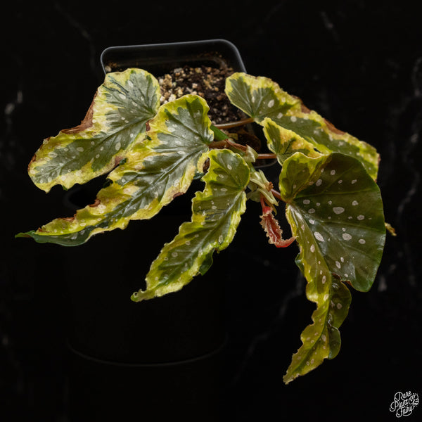 Begonia 'Dainty Spray' sport variegated (A48)