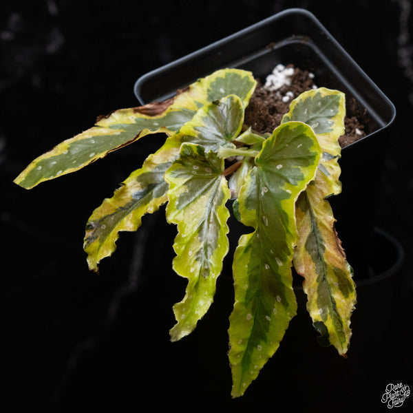 Begonia 'Dainty Spray' variegated (A51)