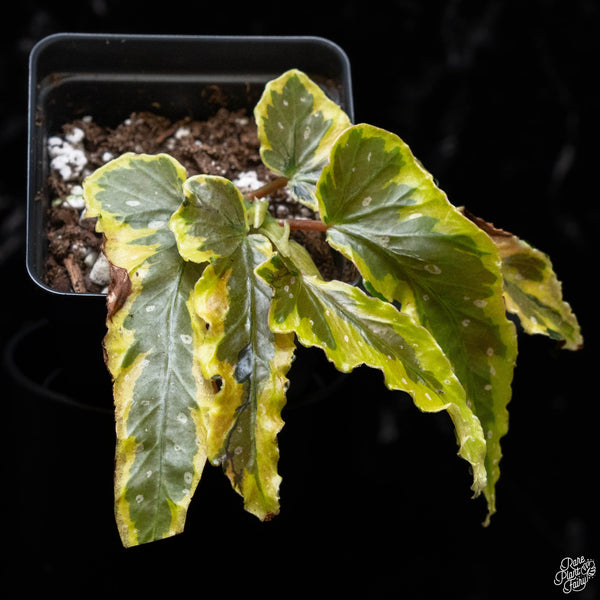 Begonia 'Dainty Spray' variegated (A51)