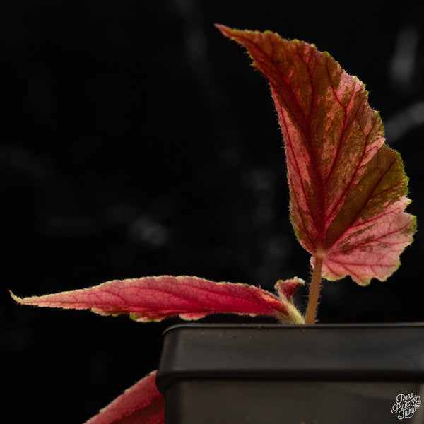 Begonia 'Ginny Galaxy' variegated (B50)