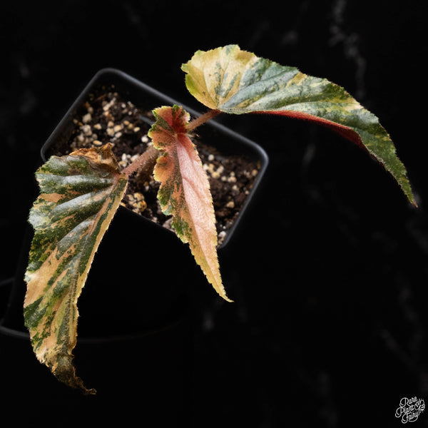 Begonia 'Ginny Galaxy' variegated (B50)