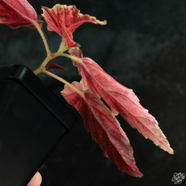 Begonia 'Ginny Galaxy' variegated (wk3-A)