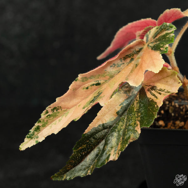 Begonia 'Ginny Galaxy' variegated (wk3-A)