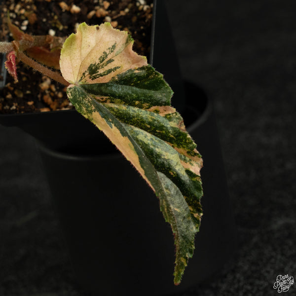 Begonia 'Ginny Galaxy' variegated (wk3-A)