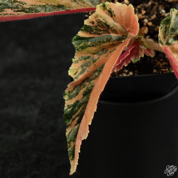 Begonia 'Ginny Galaxy' variegated (wk3-A)