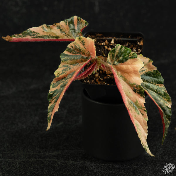 Begonia 'Ginny Galaxy' variegated (wk3-A)