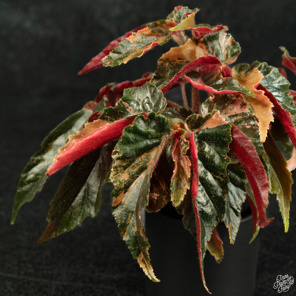 Begonia 'Ginny Galaxy' variegated (wk3-B)