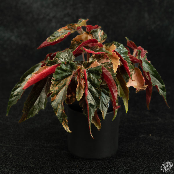 Begonia 'Ginny Galaxy' variegated (wk3-B)