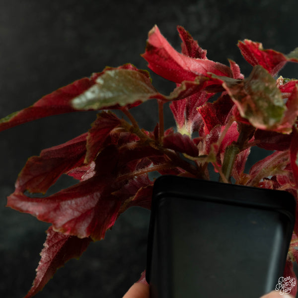 Begonia 'Ginny Galaxy' variegated (wk3-B)