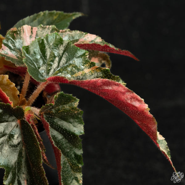 Begonia 'Ginny Galaxy' variegated (wk3-B)