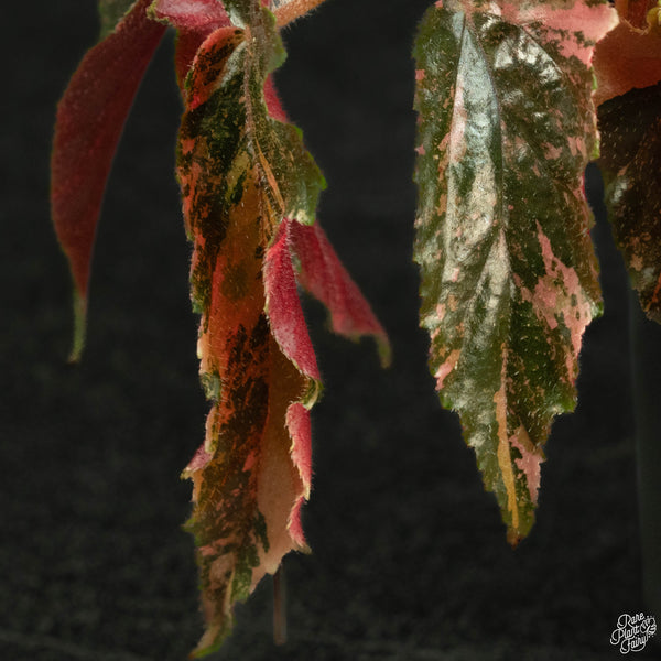 Begonia 'Ginny Galaxy' variegated (wk3-B)