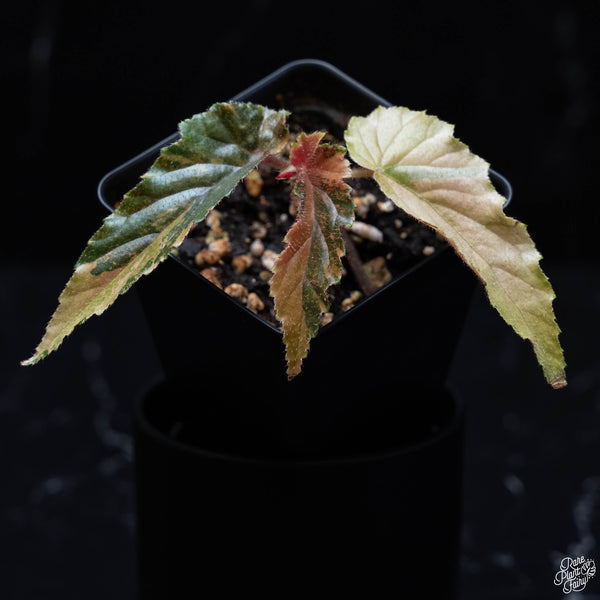 Begonia 'Ginny Galaxy' variegated (wk4-A)