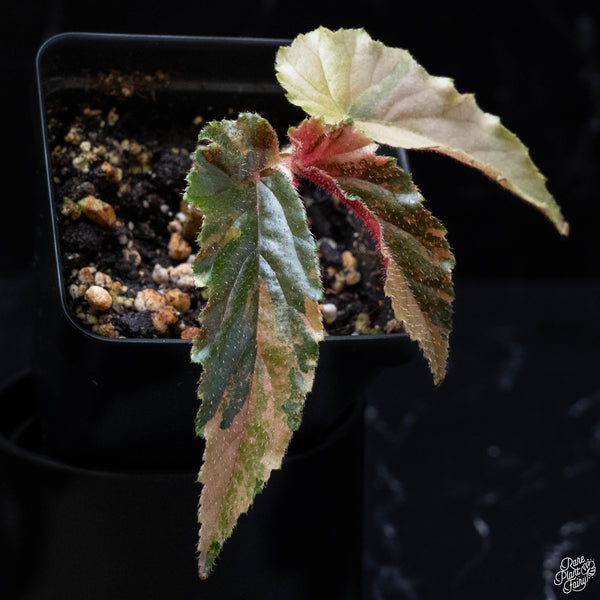 Begonia 'Ginny Galaxy' variegated (wk4-A)