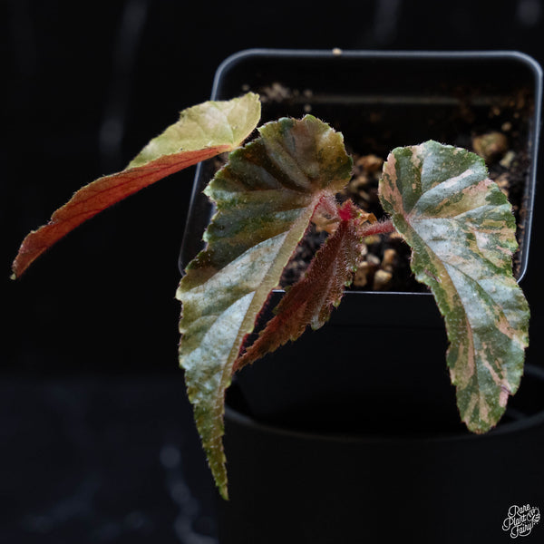 Begonia 'Ginny Galaxy' variegated (wk4-B)