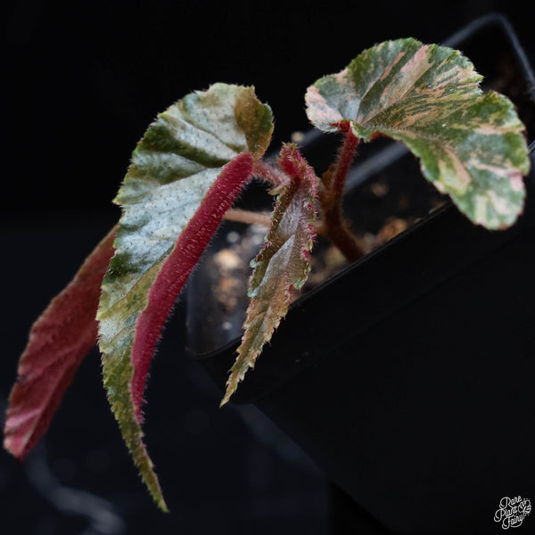 Begonia 'Ginny Galaxy' variegated (wk4-B)