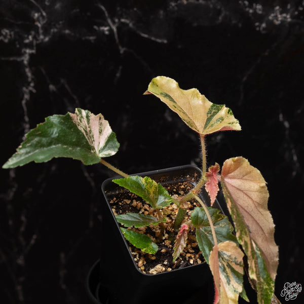 Begonia 'Ginny Galaxy' variegated (A46)