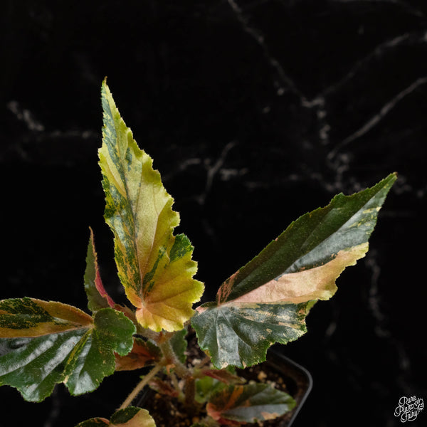 Begonia 'Ginny Galaxy' variegated (A48)