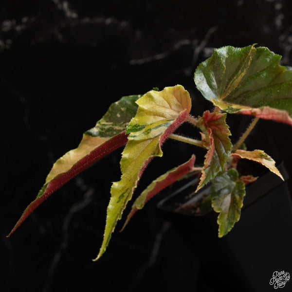 Begonia 'Ginny Galaxy' variegated (A48)