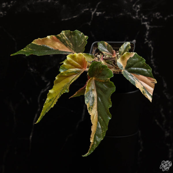 Begonia 'Ginny Galaxy' variegated (A48)