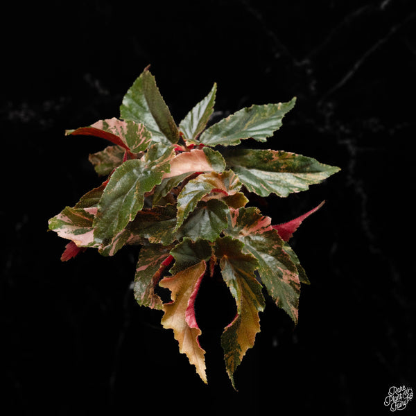 Begonia 'Ginny Galaxy' variegated (A49)