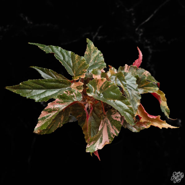 Begonia 'Ginny Galaxy' variegated (A49)