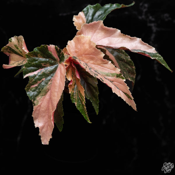 Begonia 'Ginny Galaxy' variegated (A51)