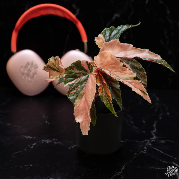 Begonia 'Ginny Galaxy' variegated (A51)