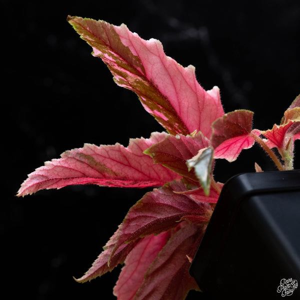 Begonia 'Ginny Galaxy' variegated (A51)