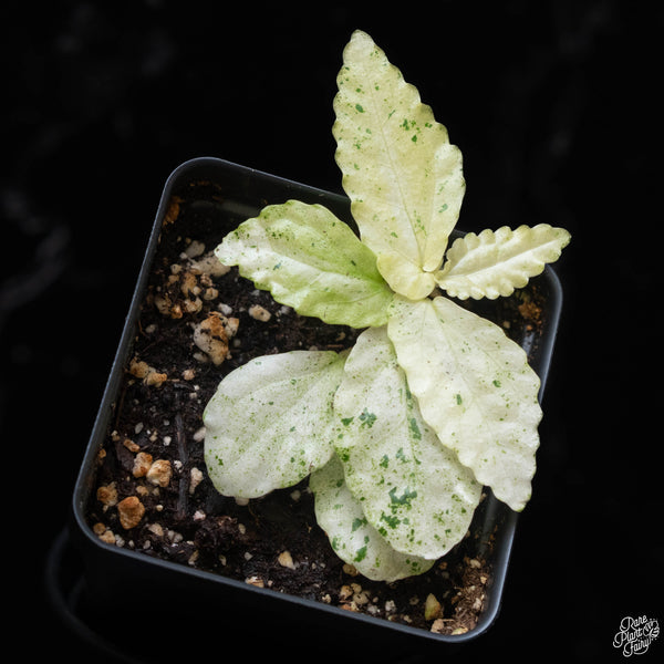 Begonia 'Peppermint' (1A)