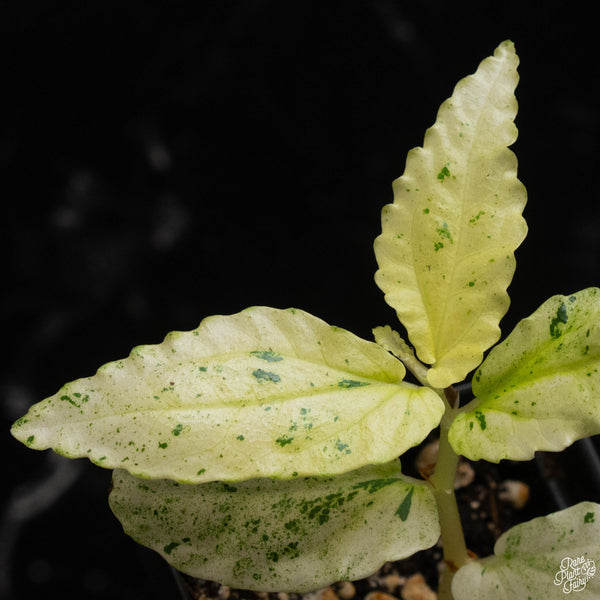 Begonia 'Peppermint' (A49)