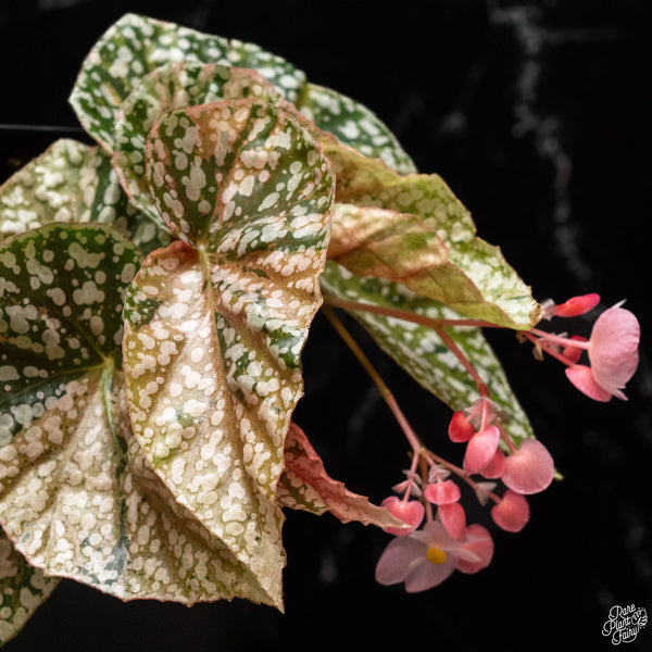 Begonia 'Snow Capped' variegated (A50)