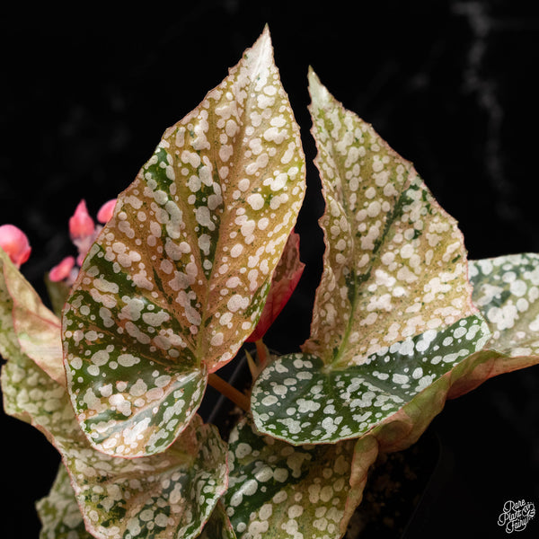 Begonia 'Snow Capped' variegated (A50)