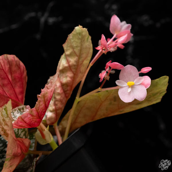 Begonia 'Snow Capped' variegated (A50)