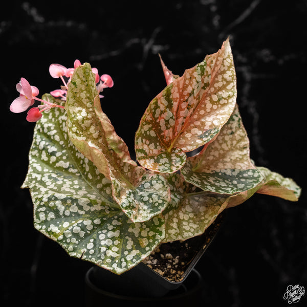 Begonia 'Snow Capped' variegated (A50)