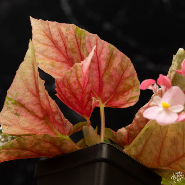 Begonia 'Snow Capped' variegated (A50)