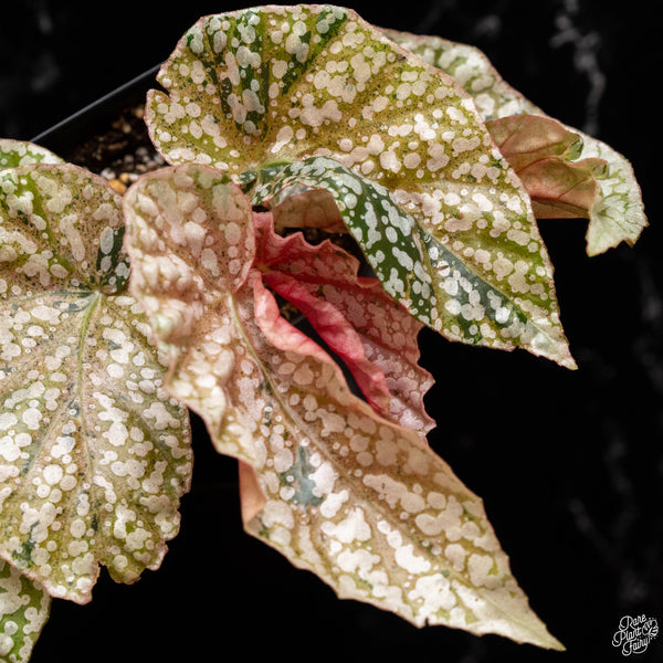 Begonia 'Snow Capped' variegated (B50)