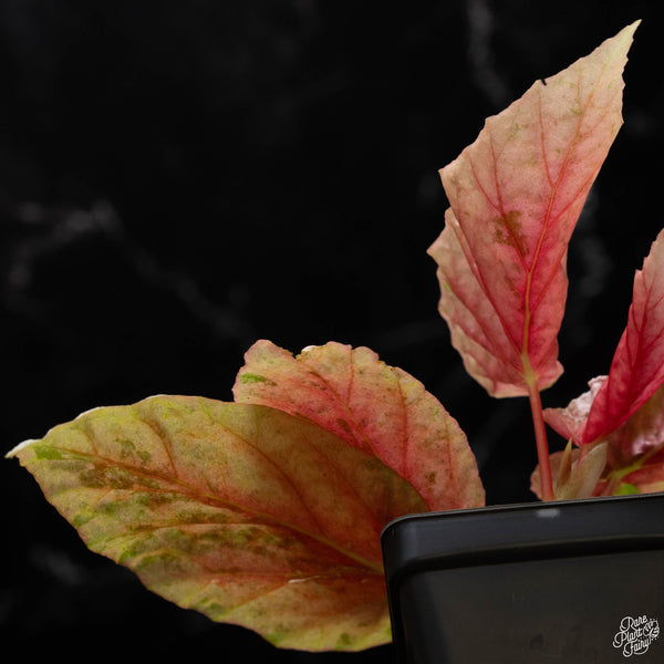 Begonia 'Snow Capped' variegated (B50)