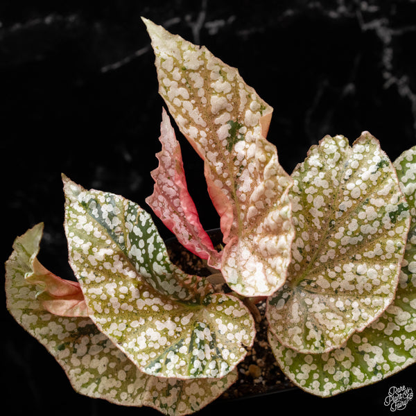 Begonia 'Snow Capped' variegated (B50)