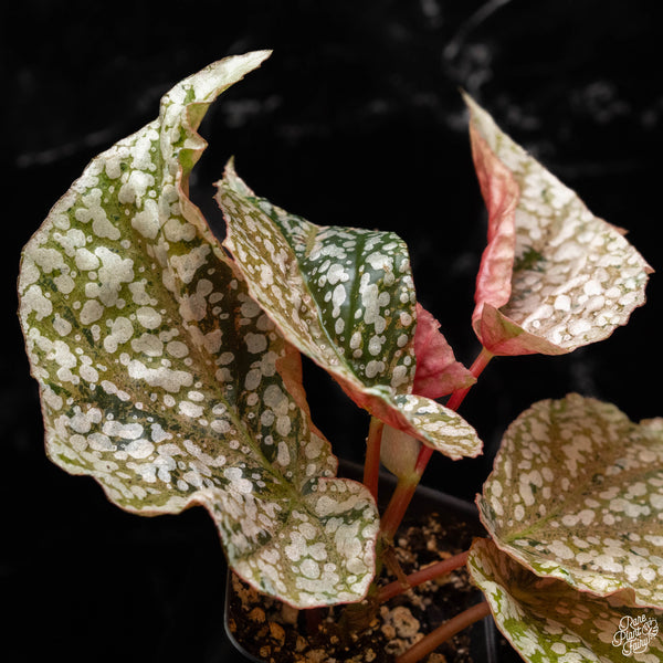 Begonia 'Snow Capped' variegated (B50)