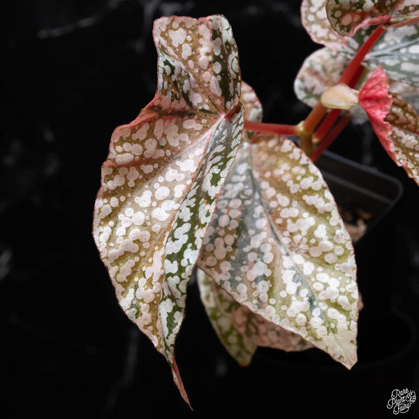 Begonia 'Snow Capped' variegated (A52)