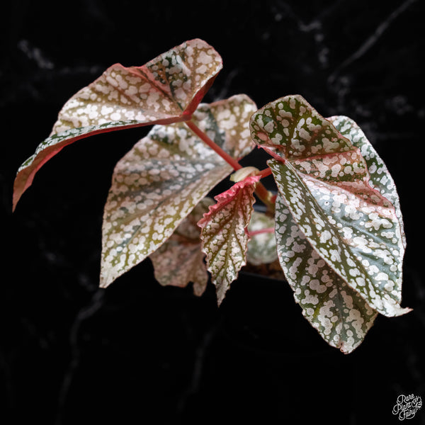 Begonia 'Snow Capped' variegated (A52)