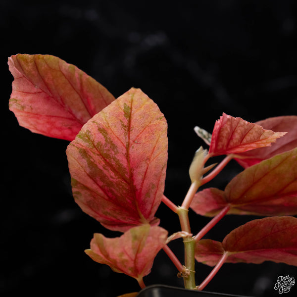 Begonia 'Snow Capped' variegated (A52)