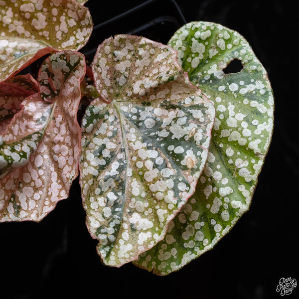 Begonia 'Snow Capped' variegated (B52)