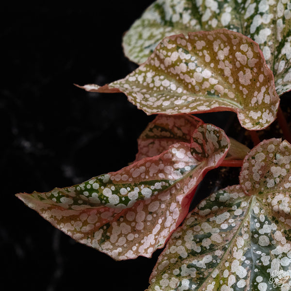 Begonia 'Snow Capped' variegated (B52)