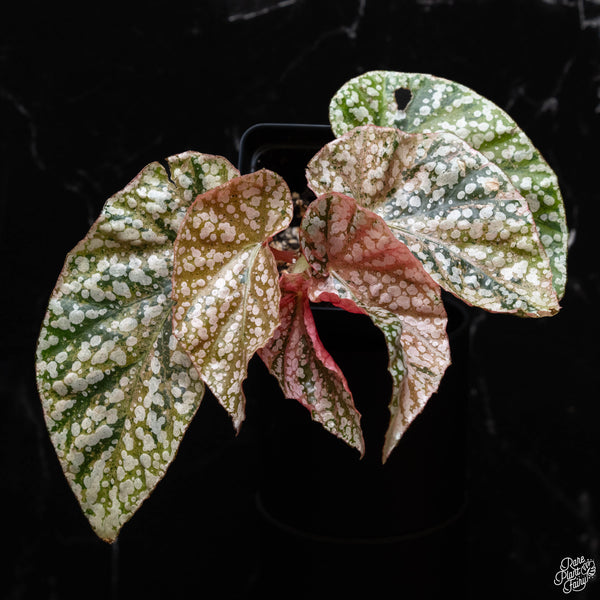 Begonia 'Snow Capped' variegated (B52)