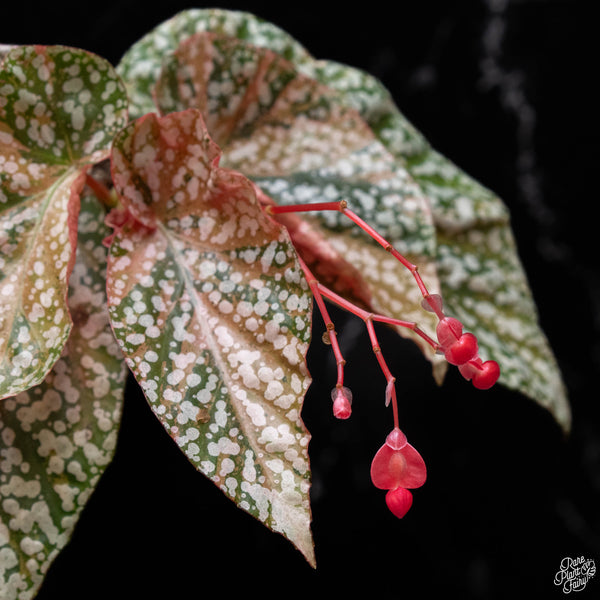 Begonia 'Snow Capped' variegated (1A)