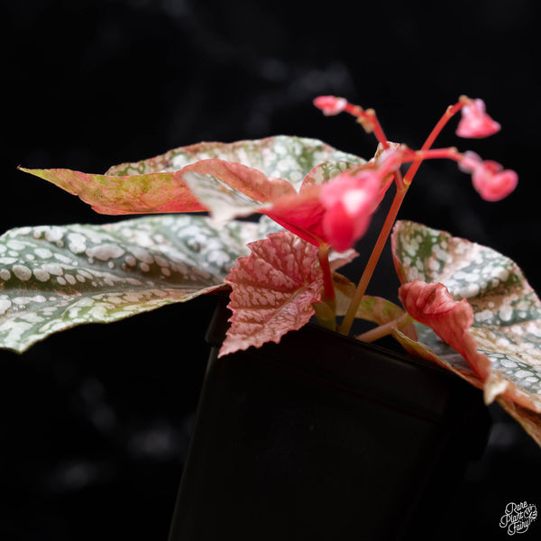 Begonia 'Snow Capped' variegated (1A)