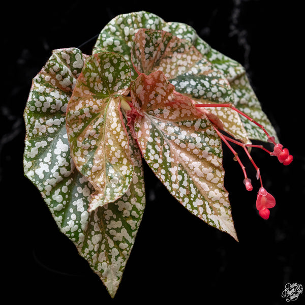 Begonia 'Snow Capped' variegated (1A)